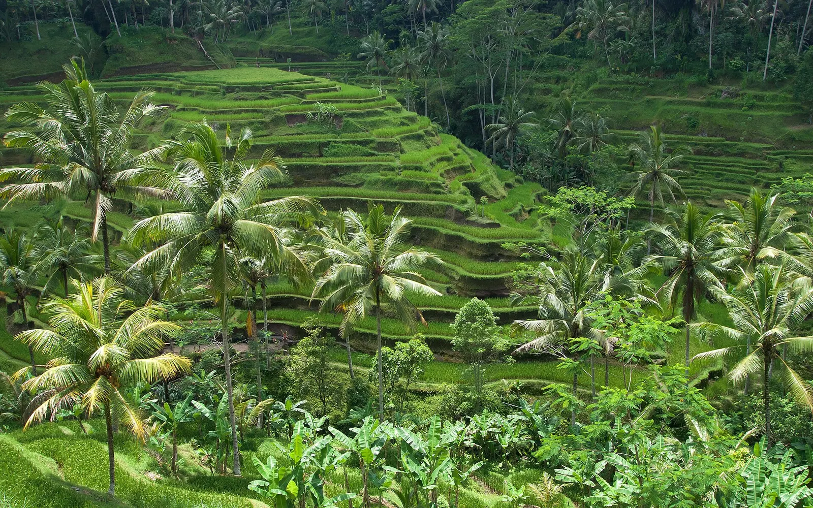 Bali'de balayı: romantik 7 gün